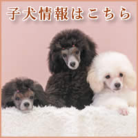 シルバートイプードル 子犬販売 横浜 ベイフラワー犬舎
